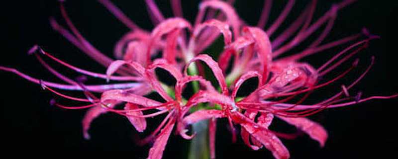 彼岸花球怎么不發(fā)芽