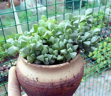 碧玉蓮如何度夏，最主要的是不要隨意澆水