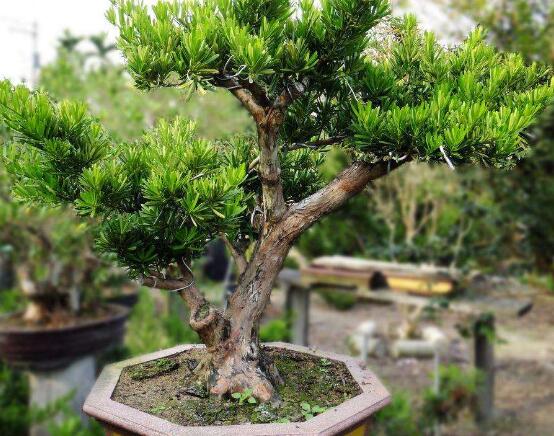 羅漢松盆景制作方法，教你五個基本步驟便可開枝散葉