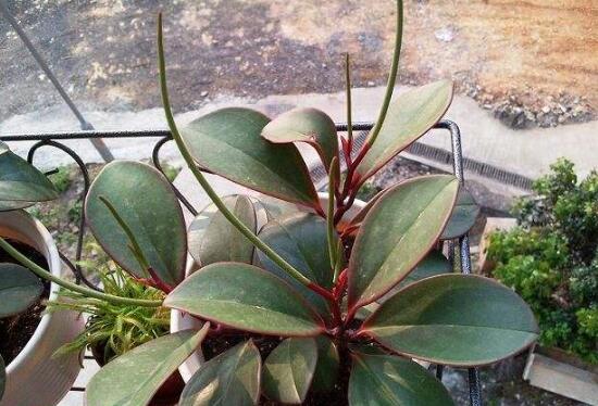 紫邊碧玉怎么養(yǎng)，七個基本方法教你養(yǎng)殖好