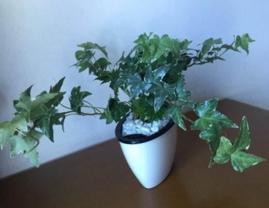 常春藤怎么養(yǎng)殖，盤點(diǎn)最簡(jiǎn)單兩種養(yǎng)殖方法(土培和水培)