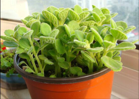 碰碰香怎么換盆，做好脫盆處理修剪根系/春季最佳