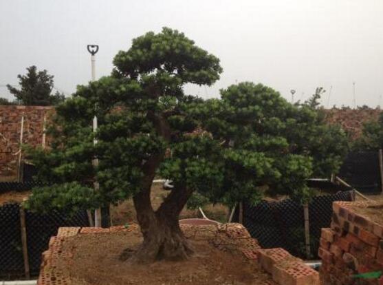 羅漢松果的功效與作用，羅漢松果的五大作用