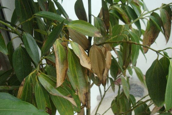 平安樹葉子發(fā)黃掉落是怎么回事