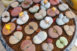 生石花多久澆一次水，不同季節(jié)不同澆水方法