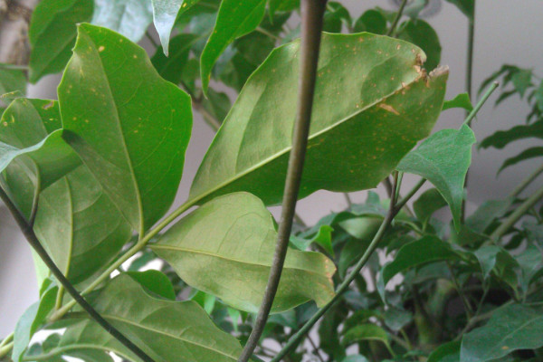 幸福樹(shù)葉子發(fā)黃掉落