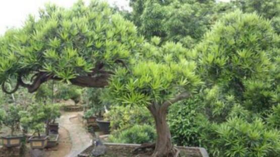 羅漢松品種，盤點羅漢松最珍貴的五大品種