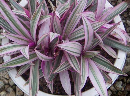 萬年青植物有幾種，盤點(diǎn)最令人欣賞的十大品種