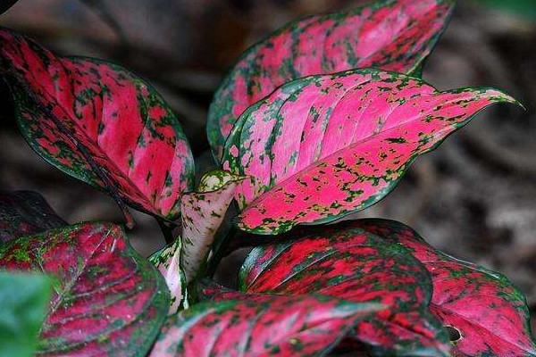 彩葉萬年青的養(yǎng)殖方法