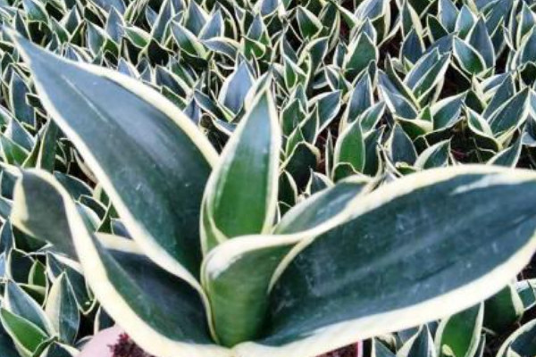 荷花蘭和虎皮蘭區(qū)別