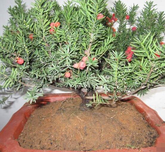 如何養(yǎng)紅豆杉，土壤要豐富營(yíng)養(yǎng)/肥水相結(jié)合