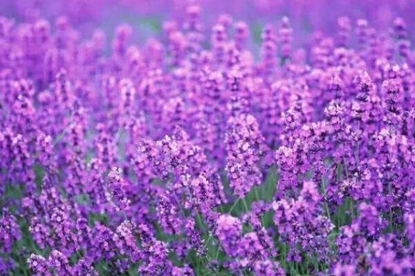 薰衣草種植方法全過程，薰衣草播種繁殖步驟