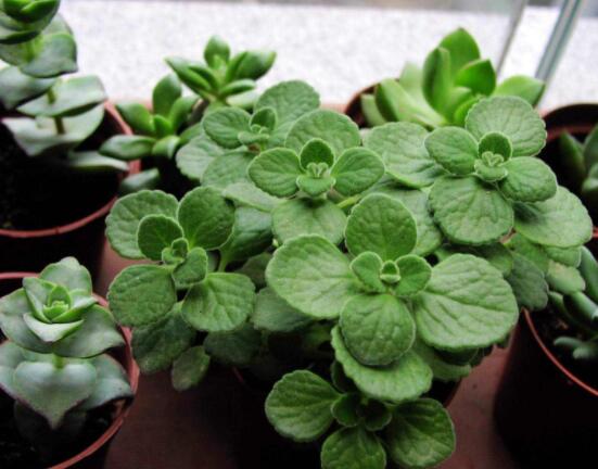 驅(qū)蚊草碰碰香有毒嗎，無毒/凈化空氣、醒腦提神