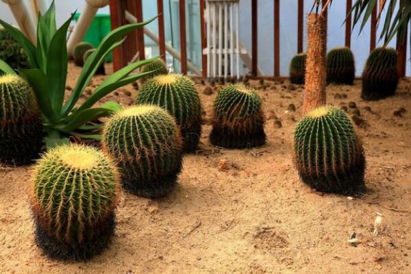 仙人球的四季管理方法，不同的季節(jié)有著不同的要點(diǎn)