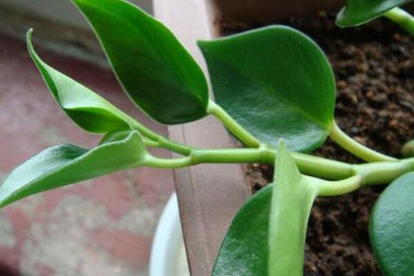 碧玉花植物如何移栽，簡單三步教你扦插成活