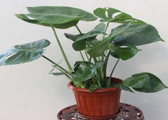 龜背竹滴水是怎么回事，只是一種正常的吐水現(xiàn)象(水分充足)