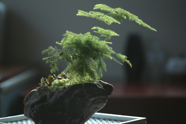 文竹冬天怎么澆水，保持土壤偏干燥即可