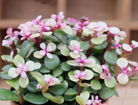 雅樂(lè)之舞水培怎么養(yǎng)，勤換水、保持合適溫度光照/前期養(yǎng)護(hù)