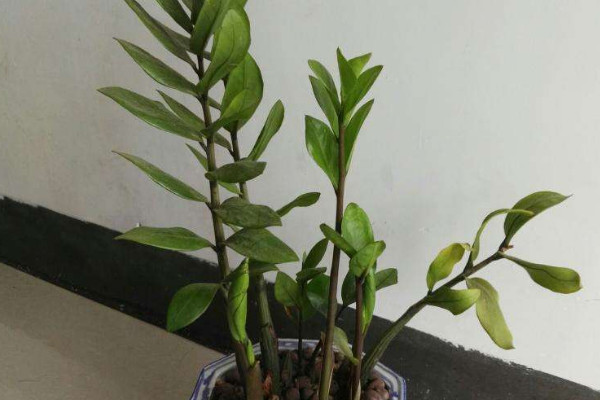 金錢(qián)樹(shù)秋季怎么養(yǎng)護(hù)