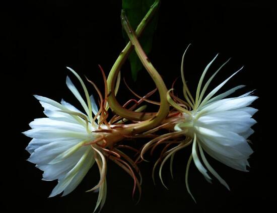 曇花的養(yǎng)殖方法和注意事項(xiàng)，老農(nóng)總結(jié)七大最實(shí)用養(yǎng)殖方法