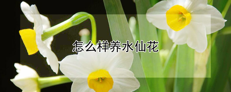 怎么樣養(yǎng)水仙花