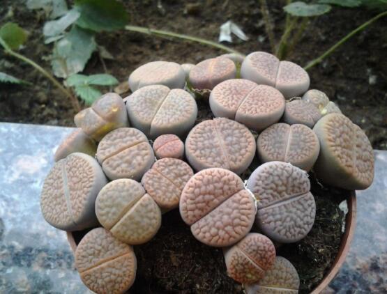 生石花用什么盆好，陶盆、泥瓦盆、紫砂盆任選其一(深盆)