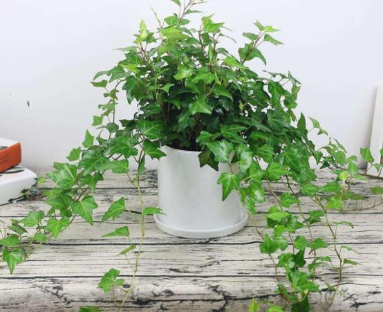 常春藤怎么養(yǎng)殖，盤點(diǎn)最簡(jiǎn)單兩種養(yǎng)殖方法(土培和水培)