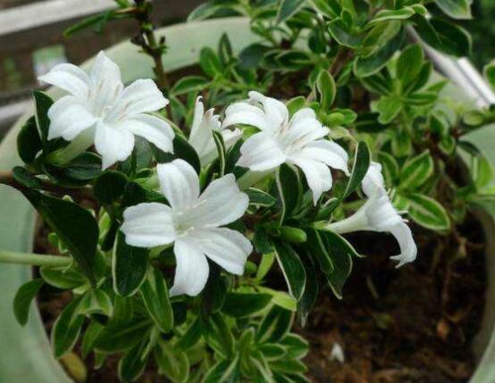 六月雪盆景造型方法，直乾式虬曲式懸崖式三種造型