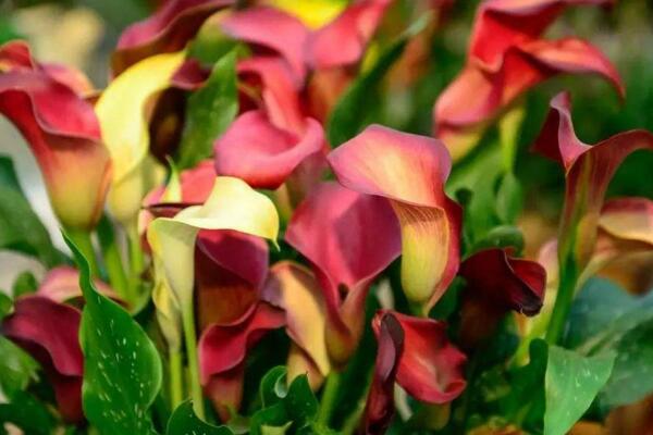 彩色馬蹄蓮為什么不能復(fù)花，復(fù)花難度大、管理方法不當(dāng)