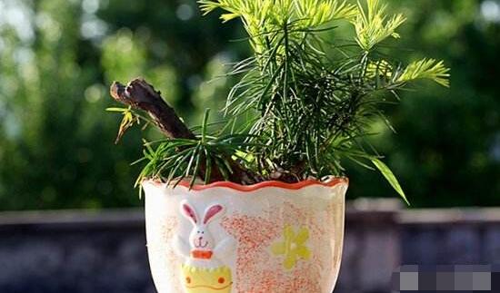 紅豆杉適合室內(nèi)養(yǎng)嗎，具有凈化空氣、延年益壽作用