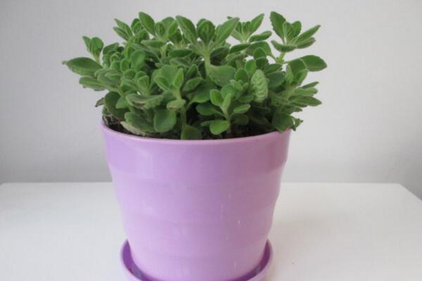 碰碰香種子種植方法，種植詳細(xì)步驟以及種植注意事項(xiàng)