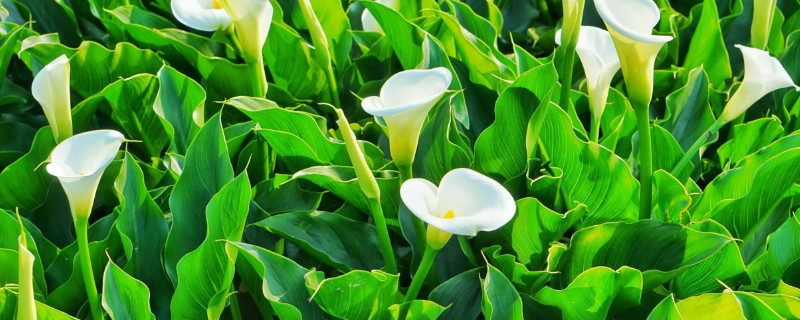 滴水觀音與海芋的區(qū)別