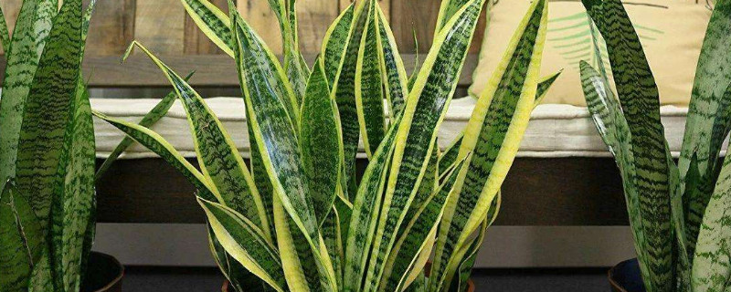 虎皮蘭能曬太陽(yáng)嗎