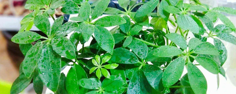 金錢樹(shù)和鴨掌木的區(qū)別