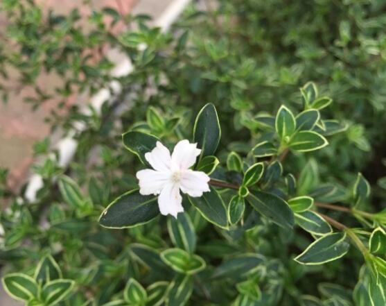 怎樣養(yǎng)好六月雪，盆土是關(guān)鍵/做好澆水施肥