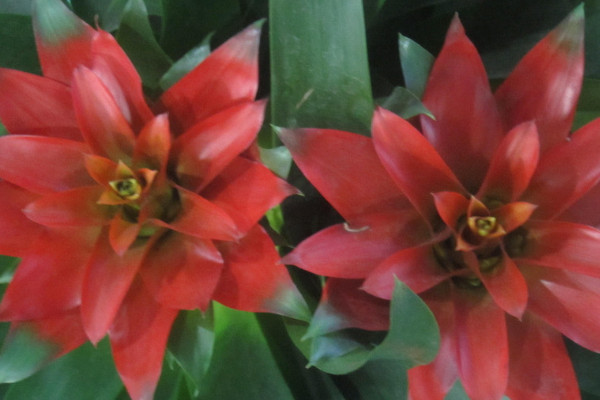 鴻運(yùn)當(dāng)頭葉子卷起來(lái)是什么原因