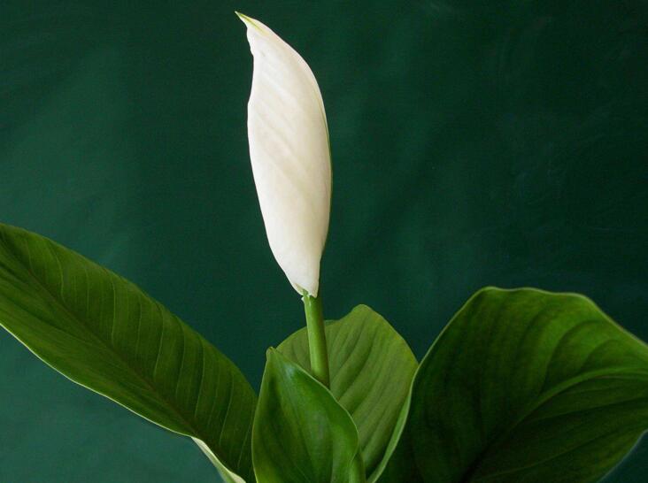 水培一帆風(fēng)順的養(yǎng)殖方法，水質(zhì)的要求最重要