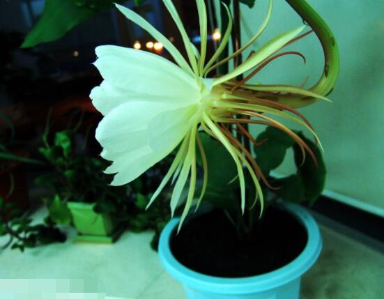 曇花的種植方法，教你最簡(jiǎn)單五個(gè)步驟(存活率高)