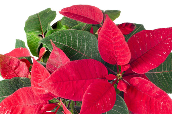 一品紅的養(yǎng)殖方法和注意事項