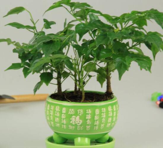 平安樹怎么繁殖，平安樹扦插方法圖解