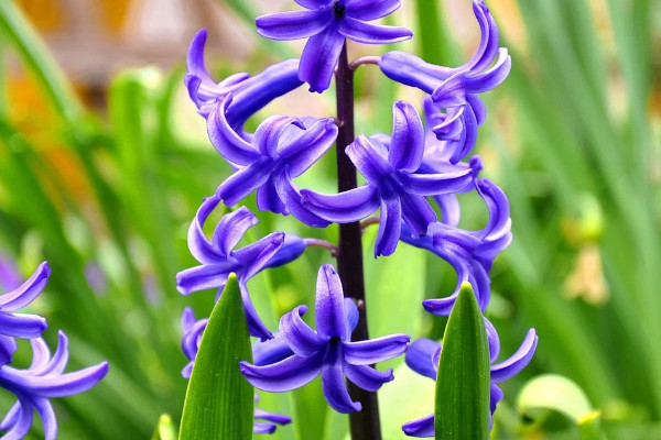 風(fēng)信子春天開花嗎