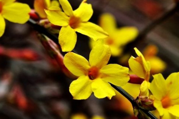 迎春花的養(yǎng)殖方法和注意事項