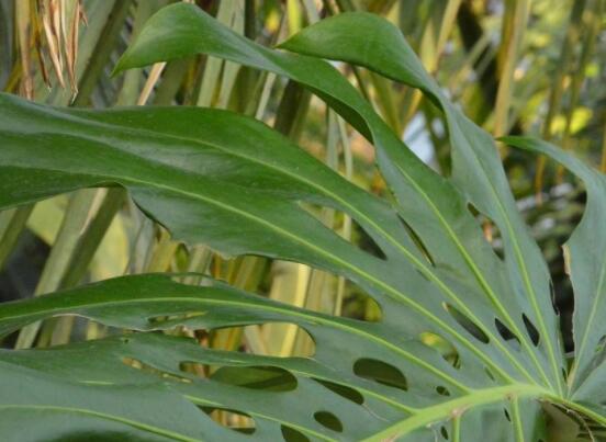 龜背竹用高盆還是矮盆，建議以高盆養(yǎng)殖最佳(紫砂盆)