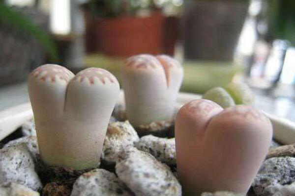 生石花徒長了怎么辦，四步教你抑制生石花徒長