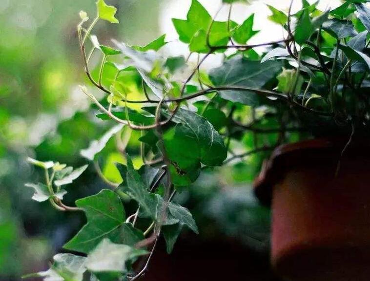 常春藤葉子發(fā)蔫咋補(bǔ)救，適合的光照和溫度很重要