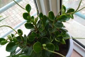 碧玉會開花嗎，碧玉什么季節(jié)開花(春季盛開)