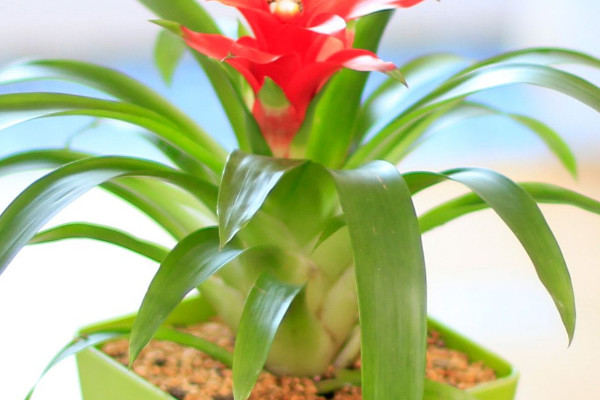 鴻運(yùn)當(dāng)頭的葉杯是哪個(gè)地方