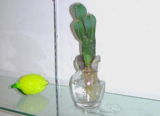 仙人掌可以水培嗎，仙人掌水培方法和注意事項(xiàng)