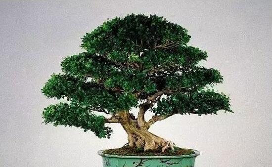 九里香盆栽的養(yǎng)殖方法，老農(nóng)總結(jié)五點最實用的養(yǎng)殖方法