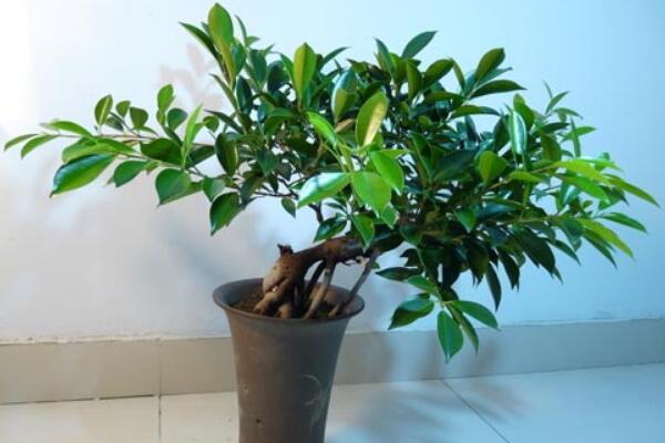 平安樹(shù)怎么換盆，刨土取/干澆水移植/給足營(yíng)養(yǎng)三步搞定